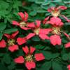 Tropoleum Speciosum - abriachan nurseries